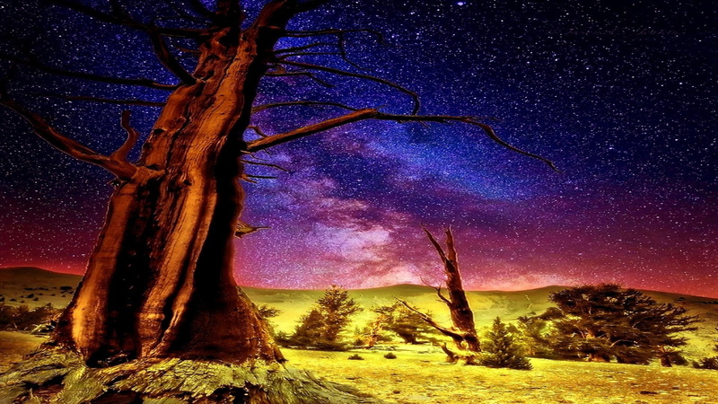 landscape, star, stars, trunk, branch, sky, star - space, no people, night sky, tranquil scene, growth, firmament, starry night, tree trunk, non-urban scene