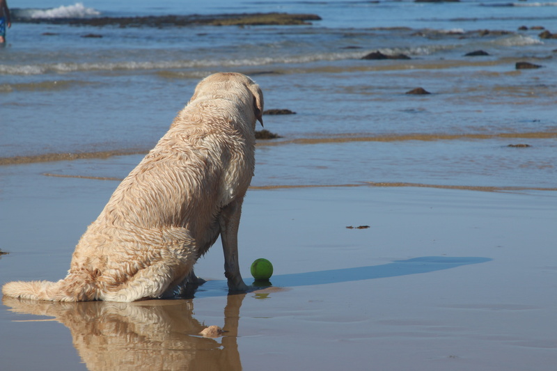 play, domestic animals, holidays, nature, observe, day, canine, nice, dog, sea, 5K, animal themes, friendly, ball, vertebrate, one animal, white, no people