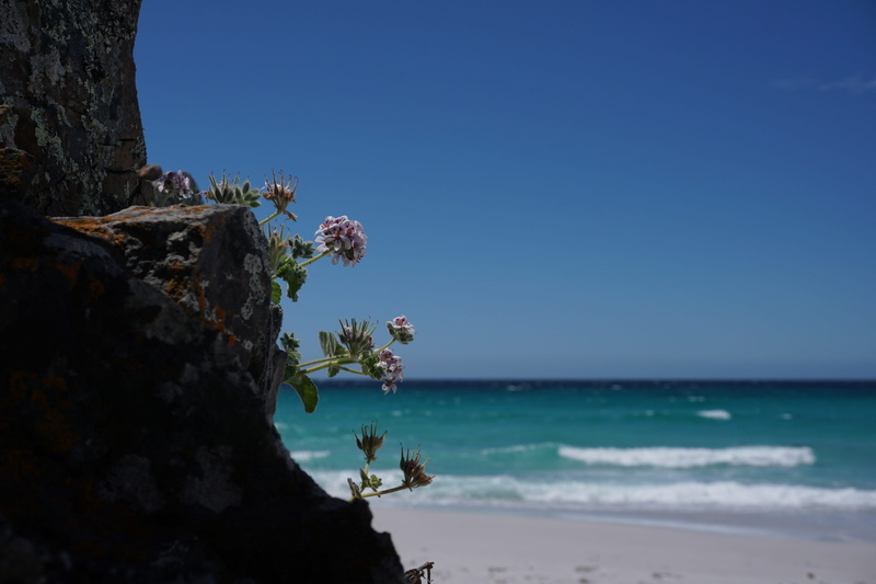 sky, tranquility, nature, land, water, scenics - nature, landscape, day, horizon over water, beach, sea, plant, outdoors, no people, 5K, coastal, tree