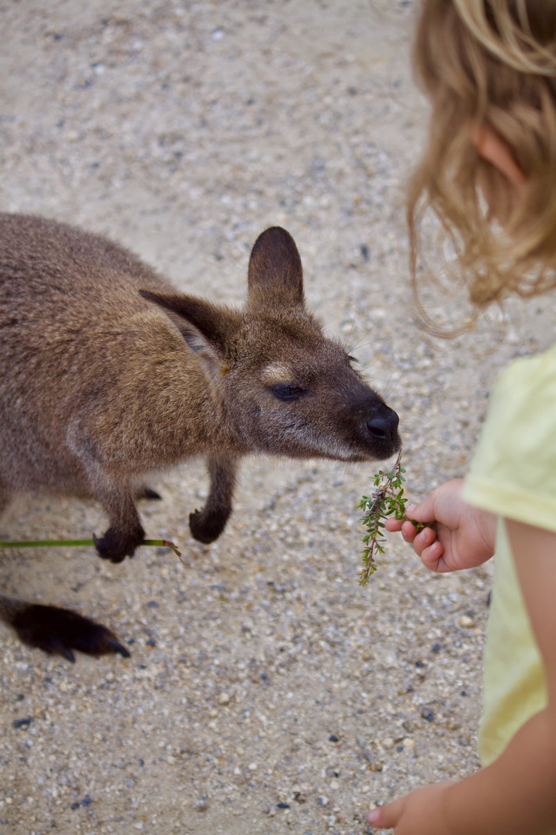 australia, real people, women, tasmania, wallaby, child, mammal, leisure activity, macropod, coles bay, land, 4K, summer, day, casual clothing, freycinet