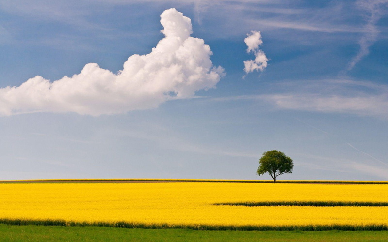 leaf, green, cloud, 1080P, nature, tree, field, nimbus, fields, 1920x1200, summer, golden