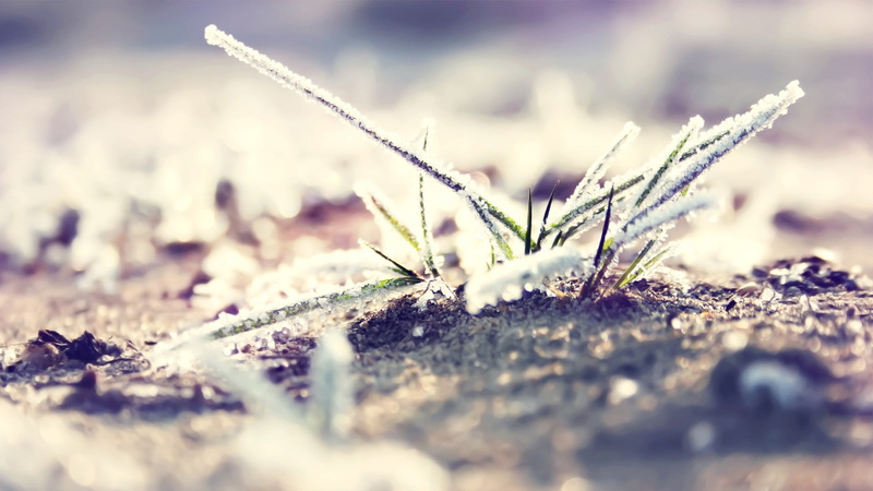 selective focus, depth of field, land, sand, winter, tranquility, 1080P, surface level, beginnings, plant, bokeh, cold temperature, snow, black, frost