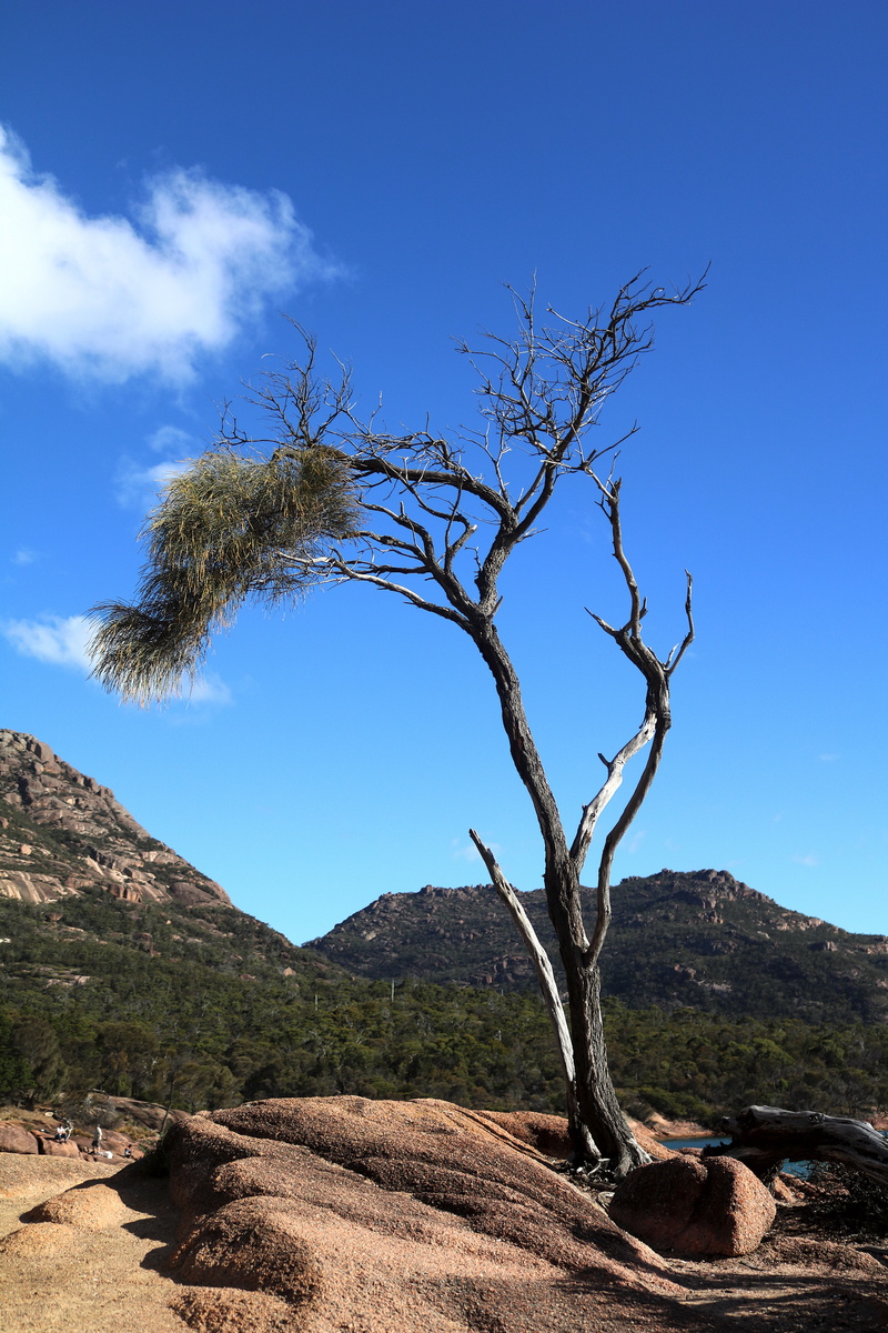 bare tree, tranquil scene, tree, beauty in nature, dead plant, australia, bank, sunlight, sky, romantic, environment, blue, day, plant, freycinet national park