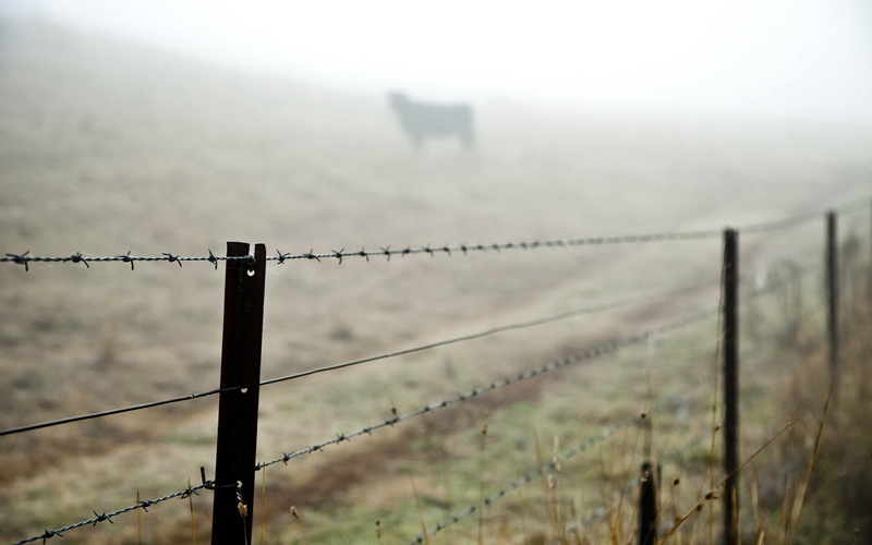 safety, security, nature, gate, fence, no People, 1080P, barbwire, rural Scene, forbidden, protection, gray, barbed Wire, boundary, sign, wire, outdoors