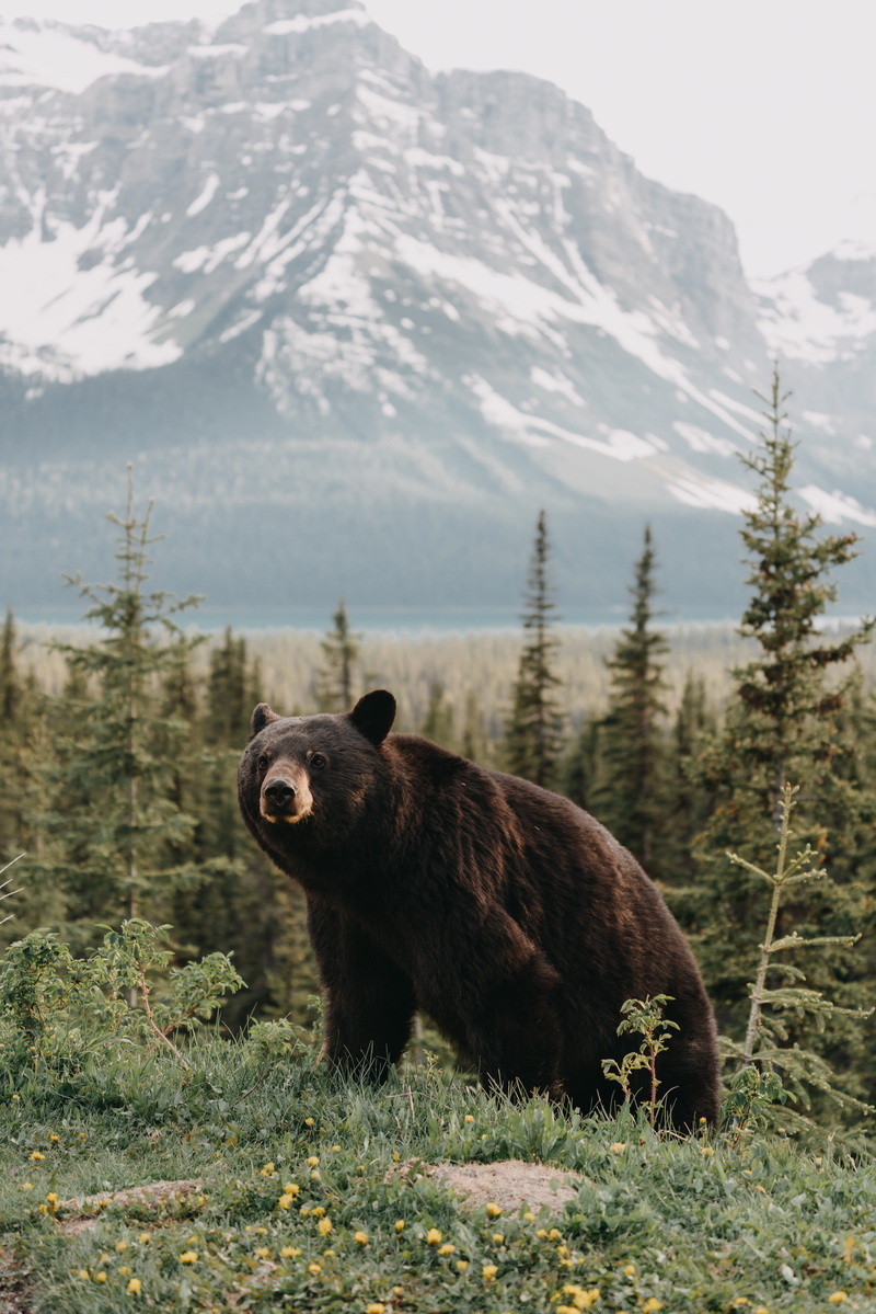 lake, day, mammal, beauty in nature, animal themes, banff, 8K, one animal, bear, mountain range, grass, land, summer, green, wildlife, vertebrate, plant