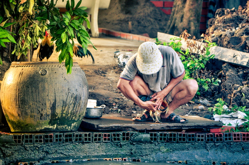 one person, human hand, real people, 4K, expertise, person, adult, chicken, holding, occupation, day, men, time, roostr, casual clothing, pot, farm, plant