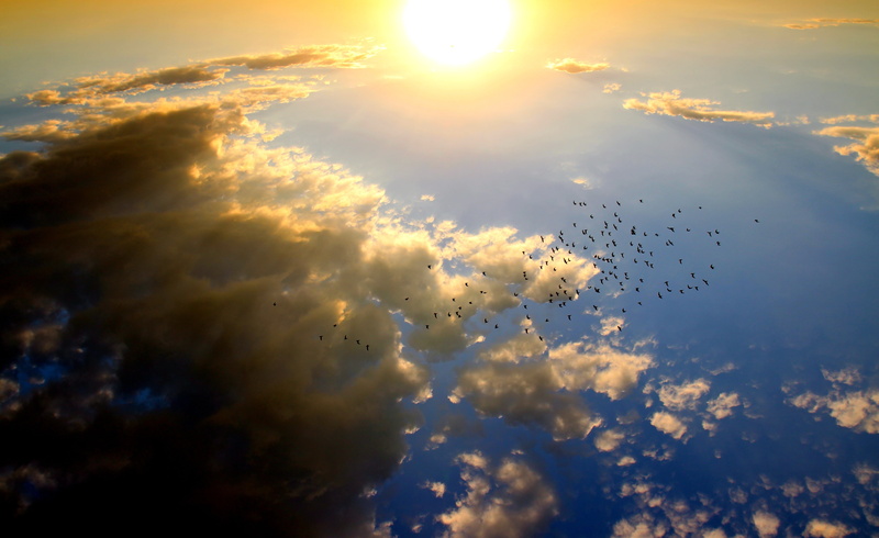 animals in the wild, cloud - sky, large group of animals, birds, sun, beauty in nature, 5K, no people, sunbeam, animal themes, low angle view, Nature