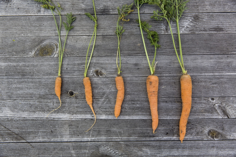 root vegetable, self-supply, orange color, gardening, erlangen, seed, vegetarian food, food, no people, side by side, onion, organic, upbringing, still life
