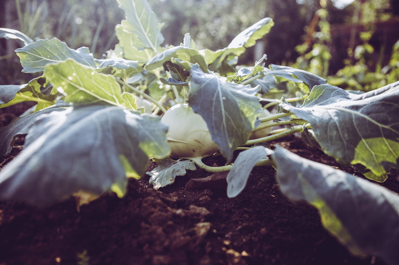 white color, agriculture, outdoors, no people, harvesting, graze, controlled farming, healthy eating, bio, nature, selective focus, plant part, leaf, 4K