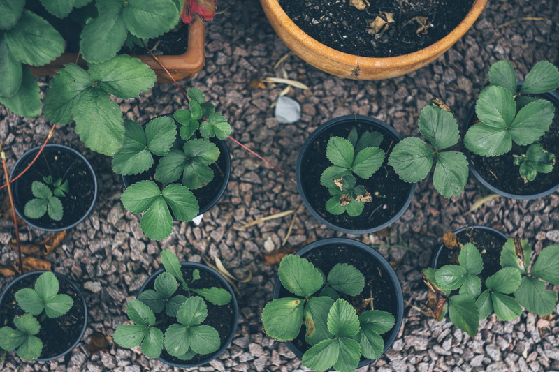 guerilla, 5K, graze, garden, breed, flower pot, food and drink, horticulture, controlled farming, leaf, solid, botany, food, gardening, growth, crop, potted plant