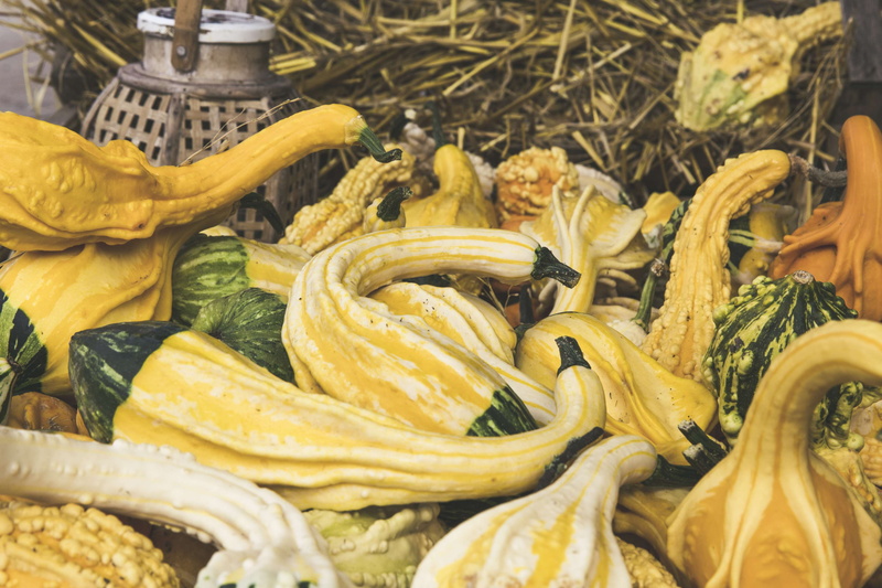 high angle view, food and drink, cultivation, freshness, propagation methods, pumpkin, gardening, raw food, vegetable, guerilla, calabash, 4K, cucurbit
