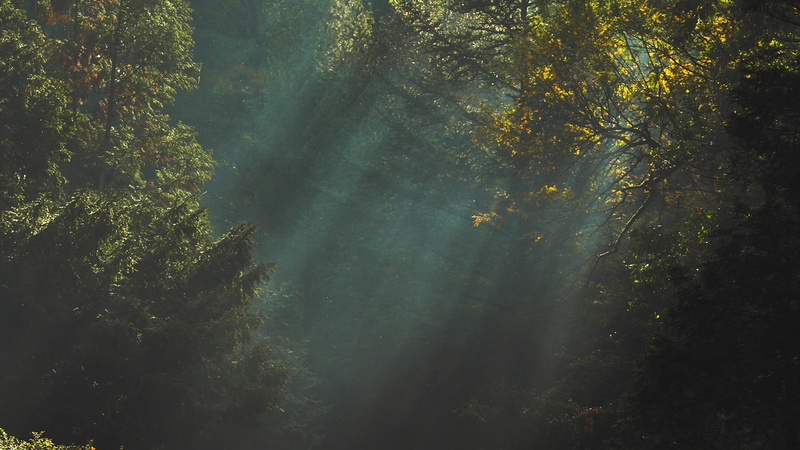1080P, rainforest, scenics - nature, dark, beauty in nature, leafed, green color, forest, trees, green, land, outdoors, no people, woodland, tranquil scene