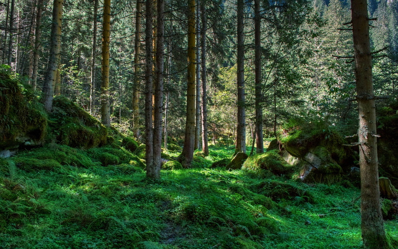 beauty In Nature, pine Tree, season, tree Trunk, forest, international day of the forest, growth, morning, leaf, no People, bush, spruce Tree, environment