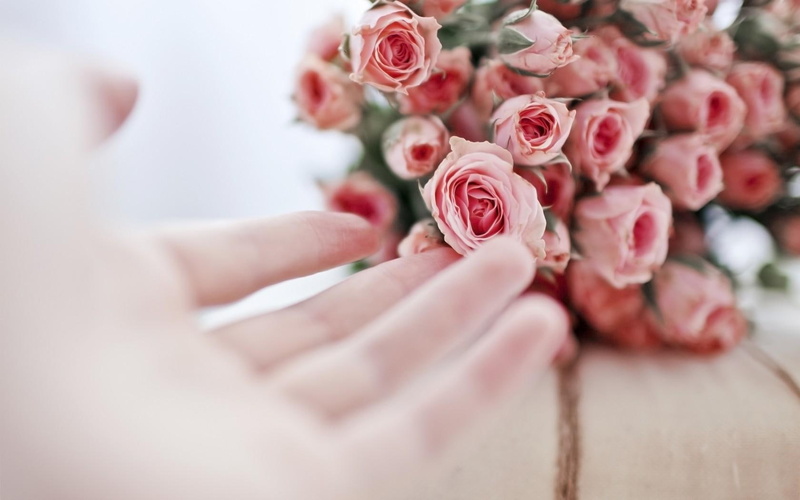 lovely, gently, delicate, softness, pink-roses, roses, pastel, 720P, bouquet, hand