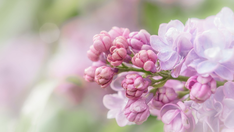 lilac, inflorescence, pink, 4K, macro, flowers, background, spring, buds, gently