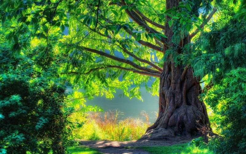 non-urban scene, plant, Twisting, tree trunk, tranquil scene, growth, forest, no people, Branches, 1080P, nature, tranquility, scenics - nature, outdoors
