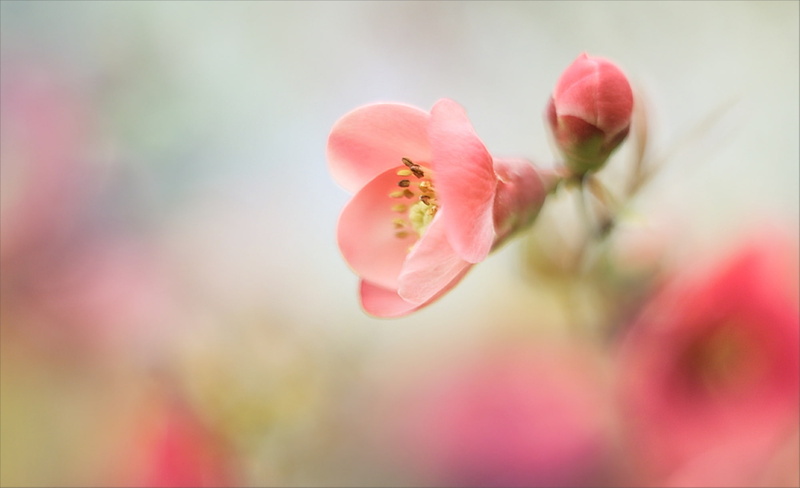 1080P, flowers, pink, gently, mood, petaled, flower