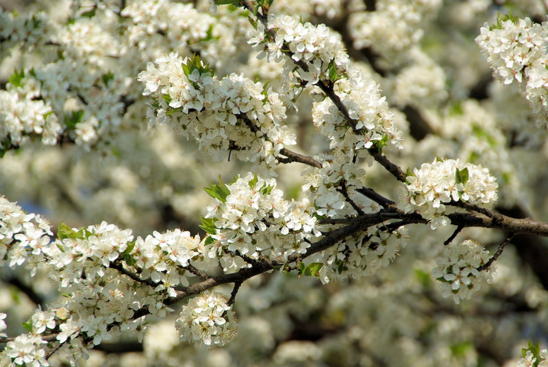 cherry blossom, tree, vulnerability, plant, macro, cherry tree, growth, close-up, branch, flowering plant, no people, magnificently, petals, bunch of flowers