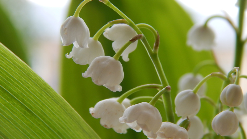 handsomely, selective focus, flora, leaf, nature, no people, close-up, white color, freshness, macro, outdoors, flower, day, beautiful, beauty in nature