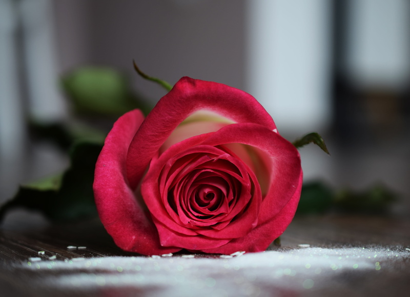 day, fragility, freshness, flower head, rose, gently, nature, beauty in nature, rose - flower, close-up, 5K, selective focus, flowering plant, inflorescence