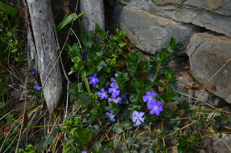 fragility, plant, land, flowering plant, blue, flower, growth, petal, beauty in nature, fence, gently, high angle view, flowers, close-up, outdoors, plant part