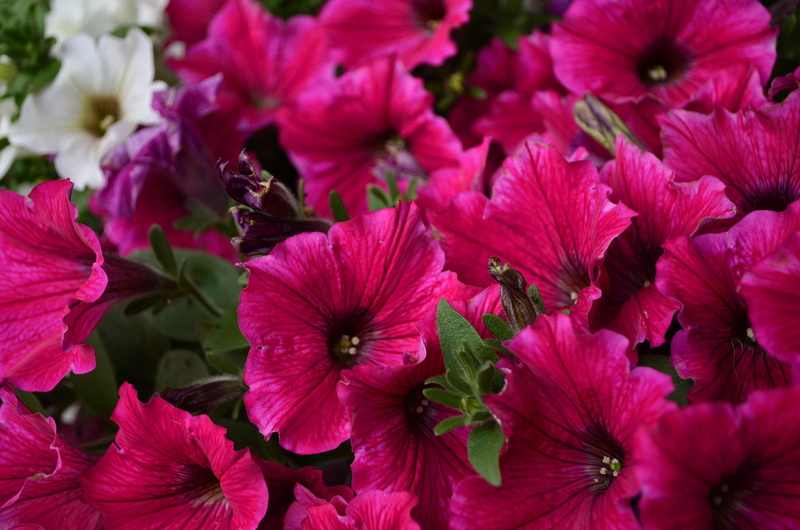 handsomely, bloom, plant, flower arrangement, freshness, petunia, summer, outdoors, pink color, vulnerability, purple, no people, flowering plant, day
