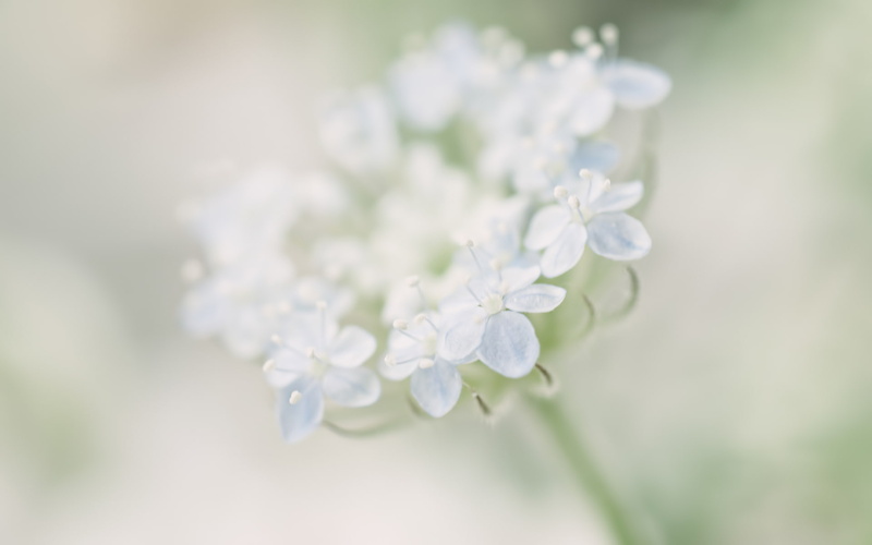 macro, gently, flower, flowers, 1080P, trachymene, blue, blur