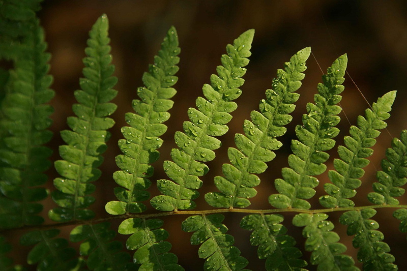 cactus, morning, rests, fern, dew, growth, green color, fragility, drops, landscapes, vulnerability, water, plant part, close-up, day, plant, leaf, thorn