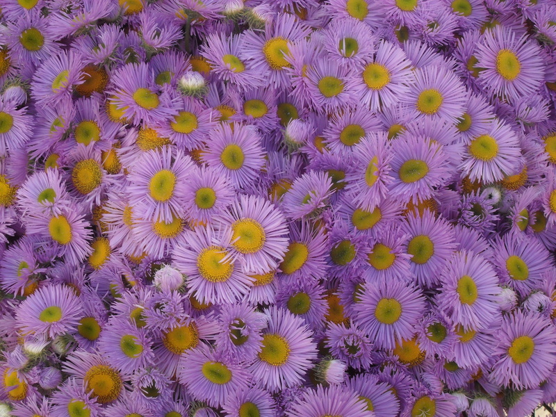 freshness, growth, no people, beauty in nature, inflorescence, purple, fragility, floral pattern, flower head, plant, backgrounds, flowers, full frame