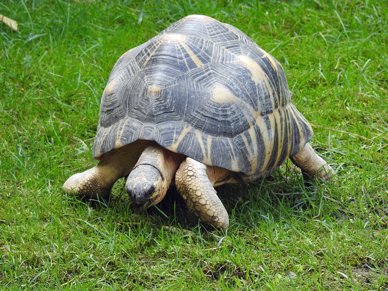 grass, animal themes, 1080P, plant, gently, nature, reptile, shell, outdoors, no people, animal shell, one animal, tortoise, day, vertebrate, animal, turtle
