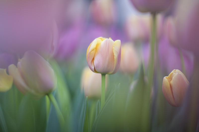 purity, pink, flower, selective focus, tulip, focus on foreground, day, freshness, beauty in nature, springtime, flowering plant, fragility, spring, purple