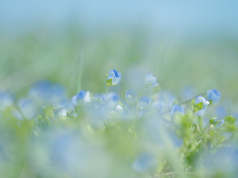 fragility, bright, tranquility, vulnerability, petaled, field, green color, close-up, gently, selective focus, photosynthesis, blue, flower, beauty in nature