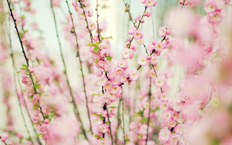 outdoors, pink, beauty In Nature, botany, freshness, branch, tree, flower Head, flowers, backgrounds, plant, day, japan, close-up, petaled, blossom, flower