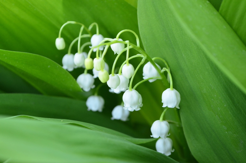 Closeup, growth, plant part, flowers, Lily Of The Valley, bloom, Flower, green, spring, handsomely, close-up, 2K, petal, green color, leaf, fragility
