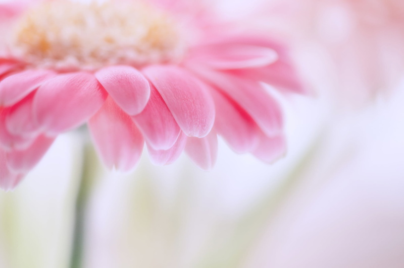 extreme close-up, white, color Image, vulnerability, flowers, flower, macro, beauty, flower Head, focus, pink Color, nature, fragility, selective focus