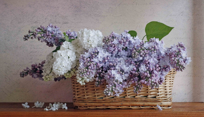 basket, pink Color, table, gently, softness, plant, close-up, decoration, container, vase, flower arrangement, still life, romance, wall - building feature