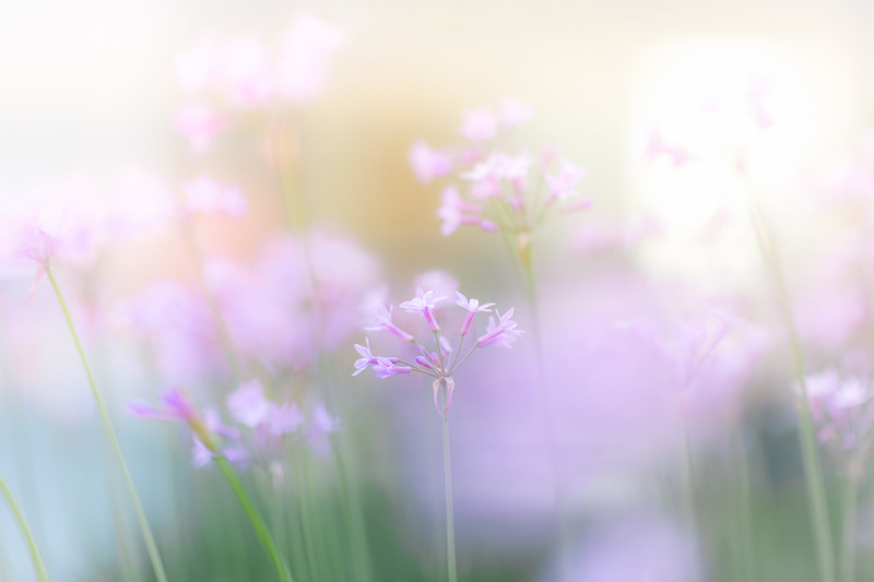 fragility, outdoors, defocused, freshness, purple, soft focus, season, flowerbed, botany, sunlight, no People, pink Color, selective Focus, grass, focus on foreground