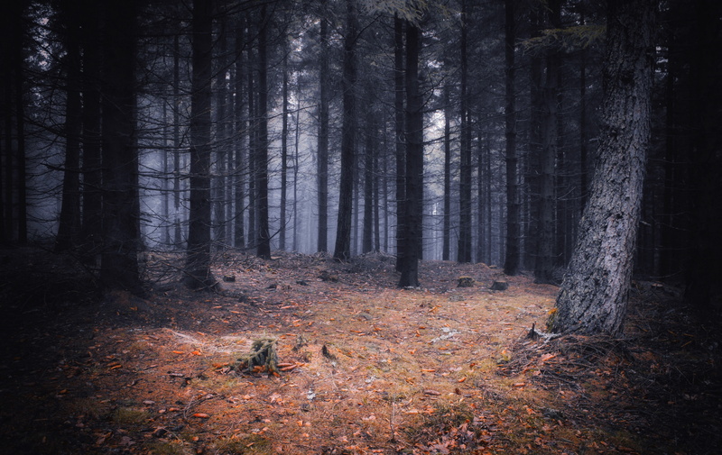 twilight, tree trunk, landscape, poland, the fog, tourism, environment, evening, trunk, mystery, konary, tree, scary, land, gloomily, no people, tranquil scene
