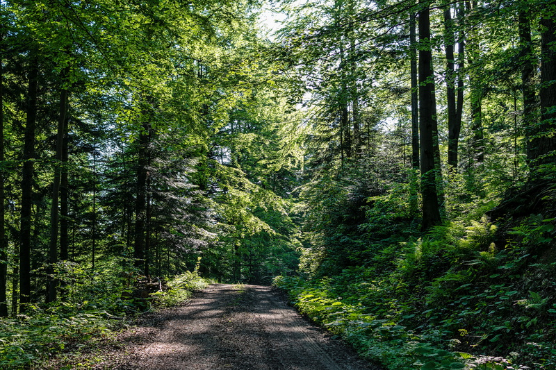 green, the environment, plant, hiking trails, land, diminishing perspective, woodland, non-urban scene, in the morning, day, direction, forest path, scenics - nature