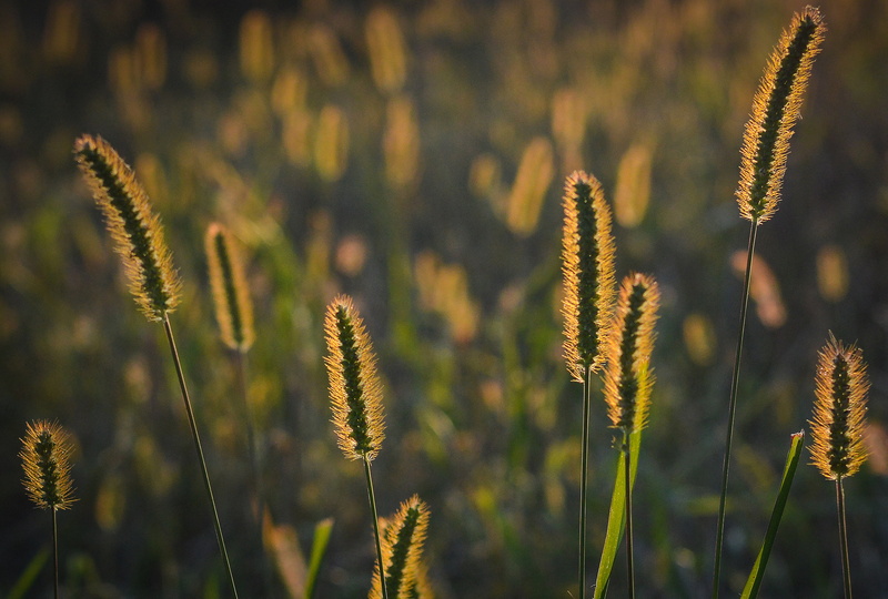 evening, grass, the sun, day, the rays, meadow, nature, sunset, close-up, beauty in nature, yellow, flower, landscape, fields, poland, west, plant, focus on foreground