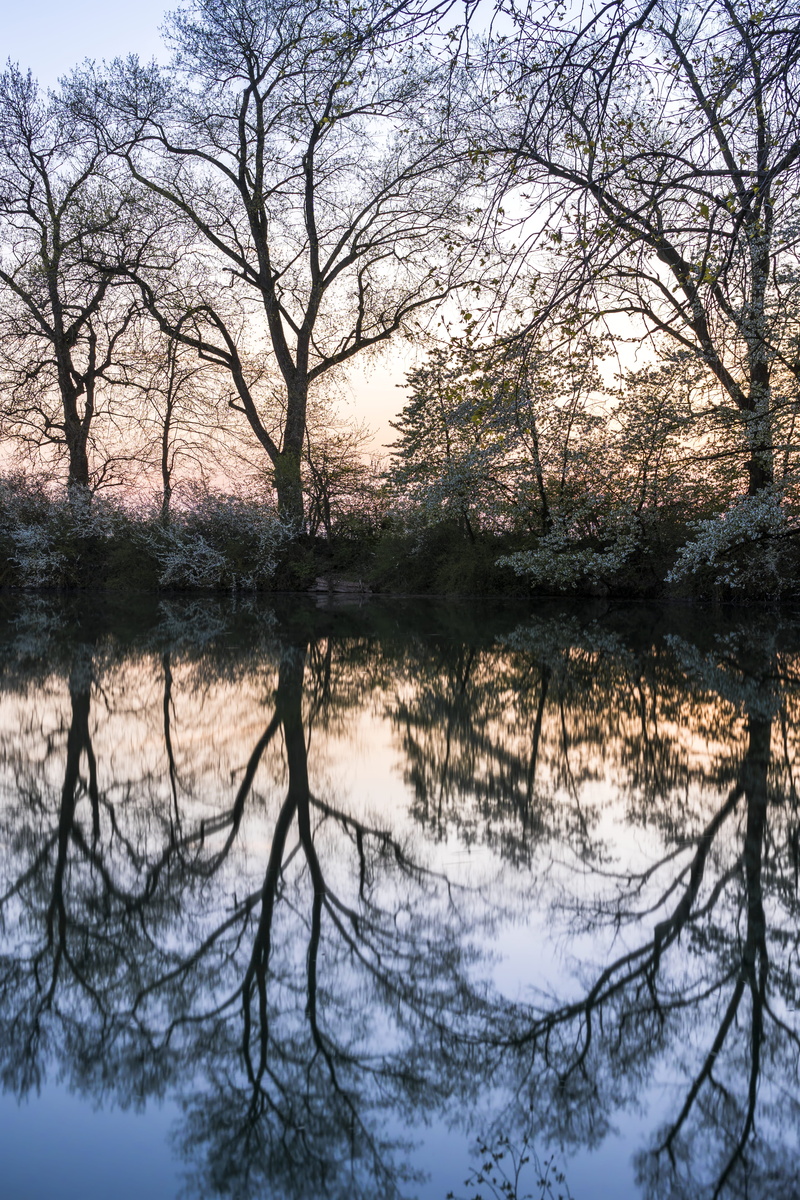 tranquil scene, sky, leaves, lake, scenery, panorama, sunrise, sight, pine trees, mood, no people, trees, season, calm, tree, forest, grey, water, branch