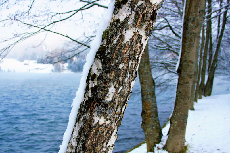 davos, the cold season, 2K, sprig, tree bark, tree, water surface, land, closeup, no people, switzerland, peace of mind, blue, scenery, beach, branch