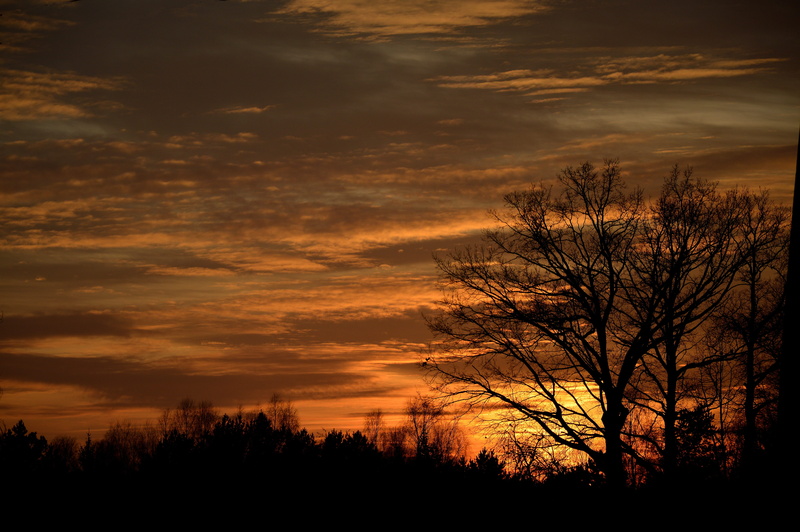 silhouette, sky, outdoors, 5K, tree, plant, no people, dark, shadows, scenics, tranquil scene, west, nature, the rays, evening clouds, clouds, branches