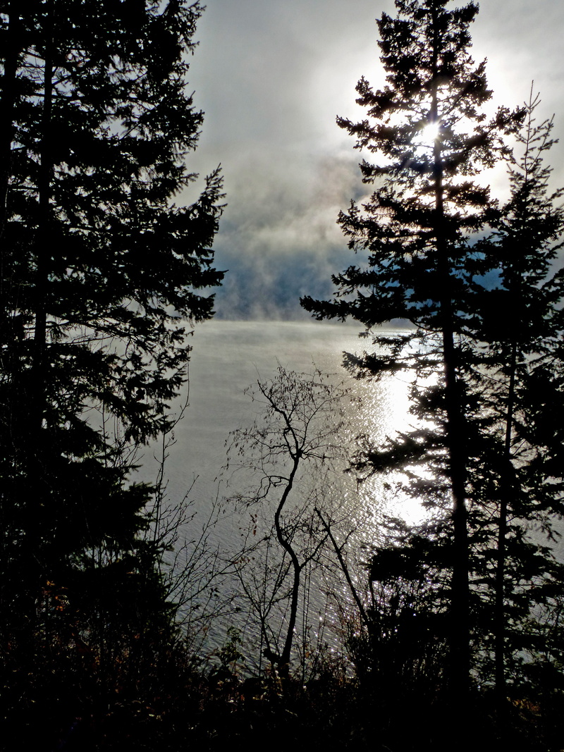 coniferous tree, tranquil scene, early morning, morning glory, weather, mood, land, growth, tranquility, nature, tree, scenics - nature, canada, plant