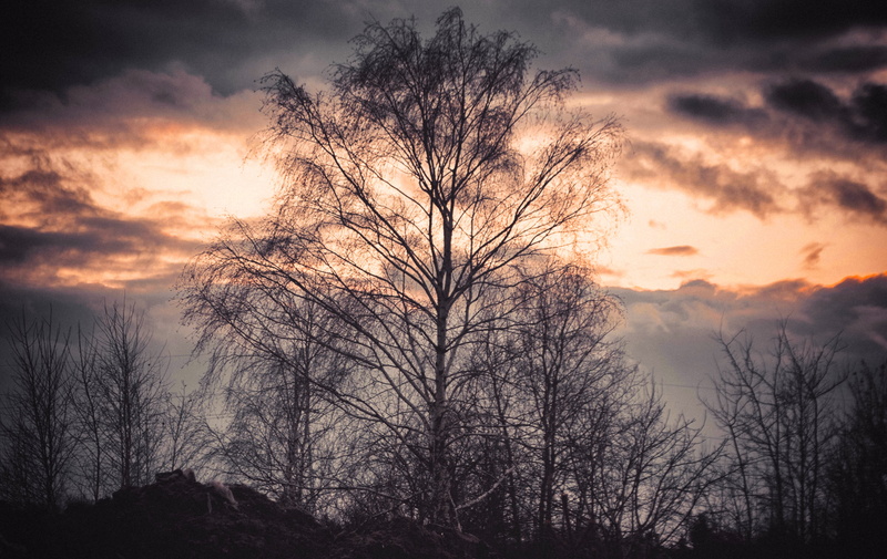 the backlight, silhouette, evening, plant, no people, the silence, branch, romantic sky, non-urban scene, pink sky, dusk, flaming, view, tree, tranquil scene