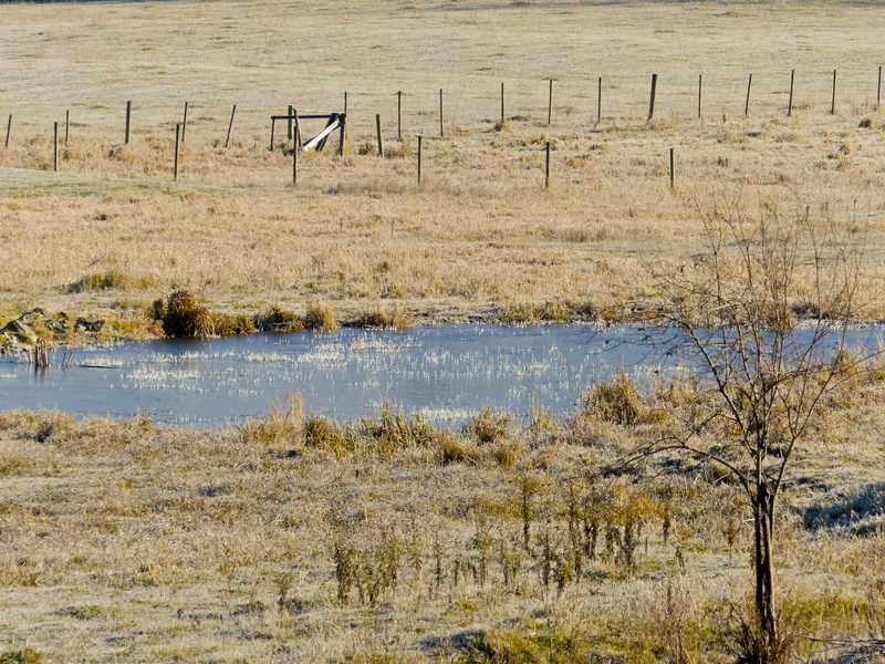 tranquility, early morning, 4K, outdoors, plant, mood, tranquil scene, meadow, sunlight, canada, reflections, grass, morning glory, non-urban scene, first frost