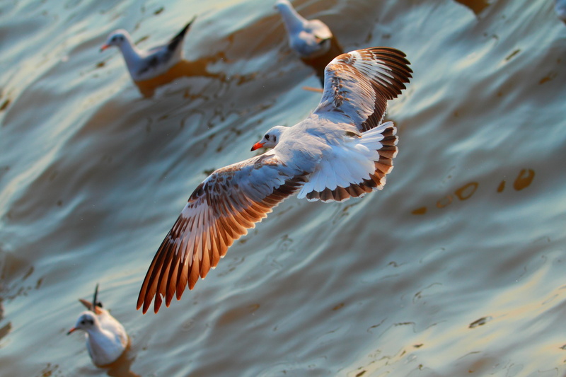 day, thailand, bang pu, ring, animal body part, flying, spread wings, animal wildlife, sea life, gull, one animal, coast, beautiful colors, billed, beauty in nature