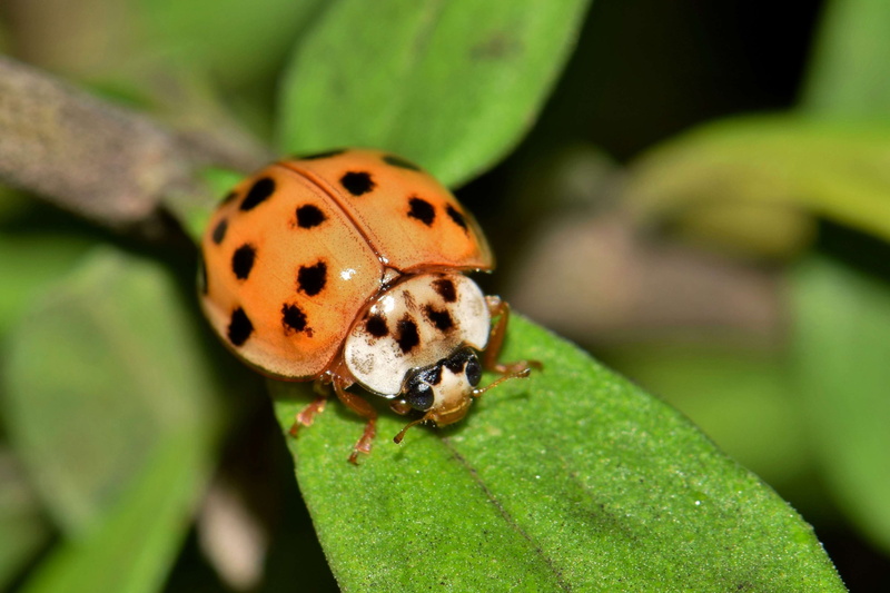 animal, day, plant, spotted, close up, biology, outdoors, arthropod, focus on foreground, close-up, green color, entomology, pu, animal wildlife, macro