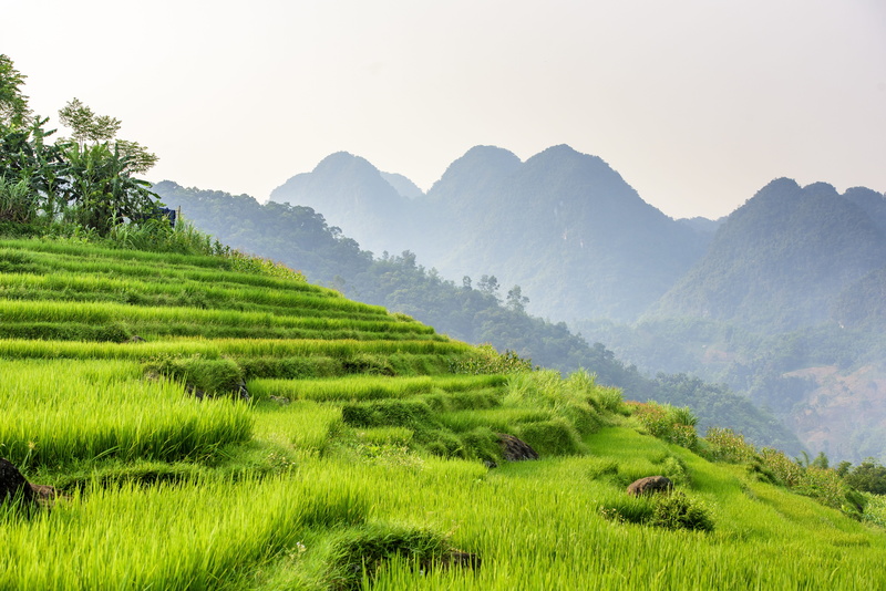 jungle, growth, dusk, travel, field, tea crop, beautiful, plant, sky, tourism, green, countryside, hill, environment, mountain range, tranquil scene, tree