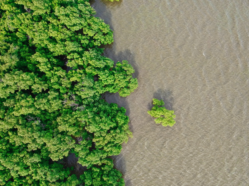 forest, field, no people, tambon bang pu mai, day, parsley, potted plant, plant, flora, tranquility, shadow, photography, nature, tranquil scene, algae